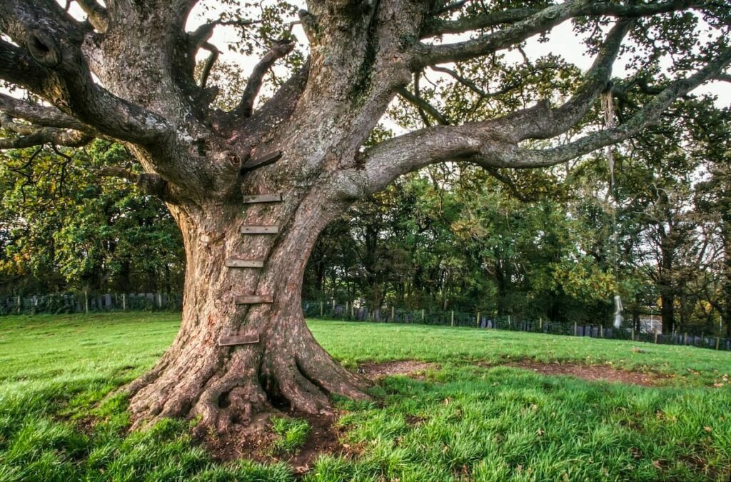 Does Climbing A Tree Improve Memory 1200x791