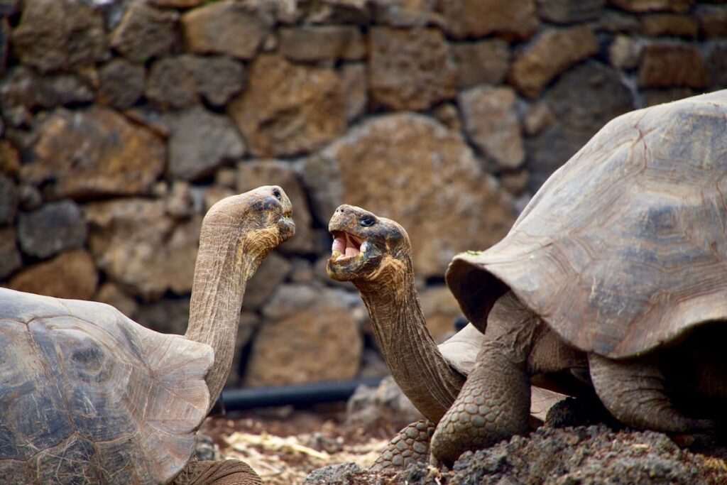 Giant Endangered Galapagos Tortoises 1200x800