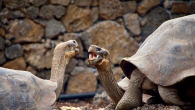 Giant Endangered Galapagos Tortoises 1200x800