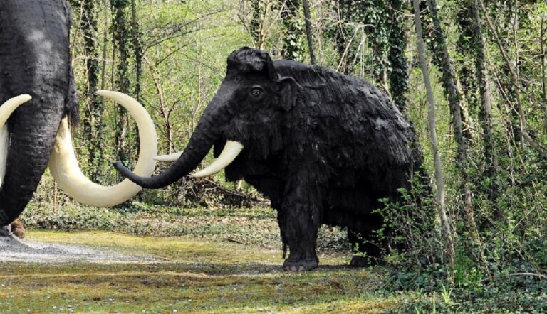 How Did The Woolly Mammoth Become Extinct? 