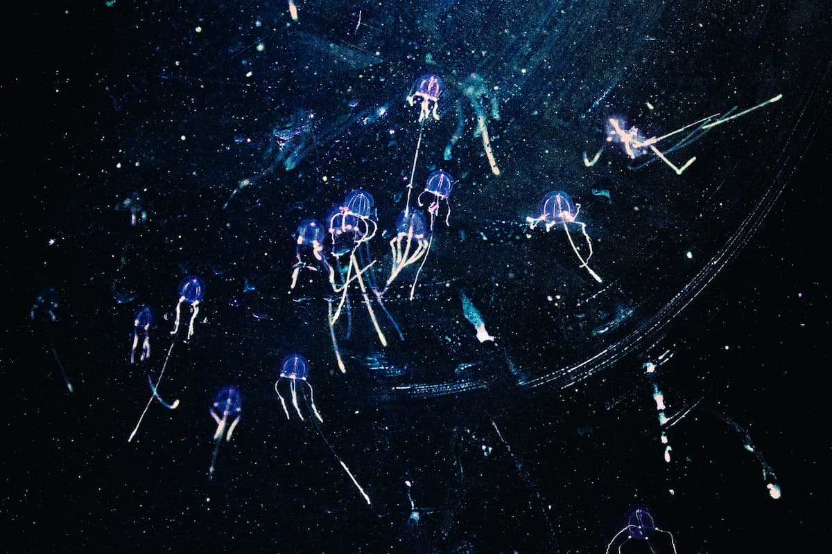 Group Of Box Jellyfish.