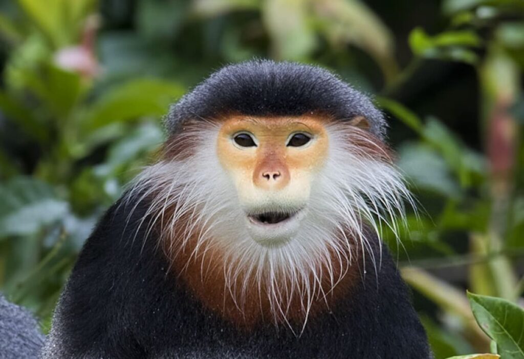 The World's Most Beautiful Monkey | Geography