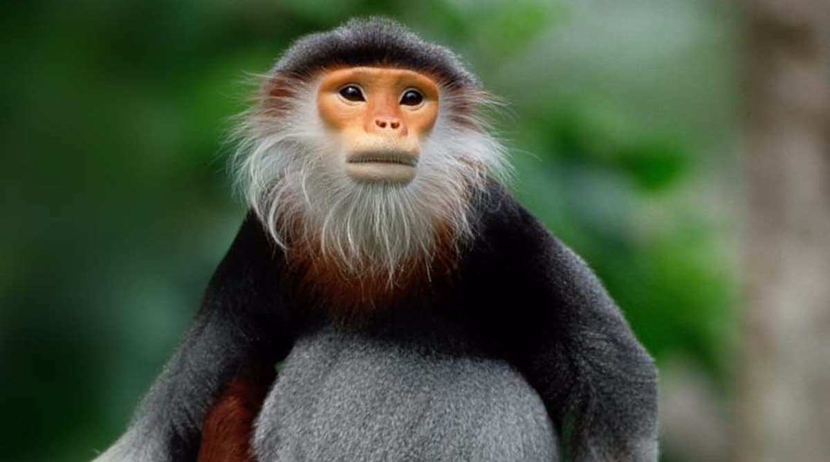 The World's Most Beautiful Monkey