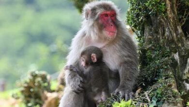 The Japanese Macaque