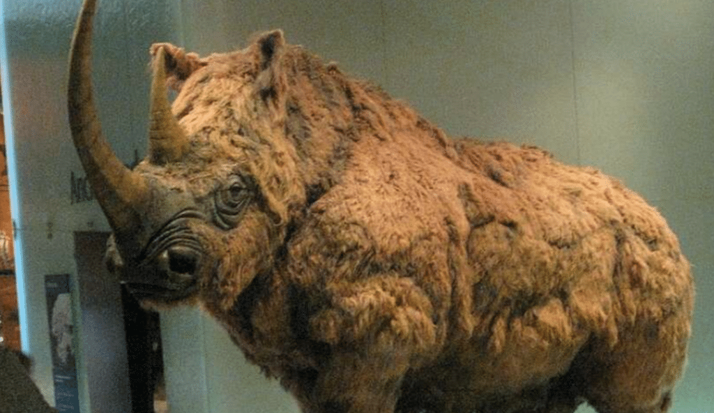 Young Woolly Rhino Perfectly Preserved 