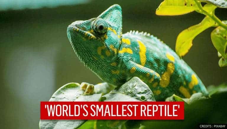 The Smallest Reptile On Earth | Geography Scout