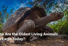 oldest-animals-giant-tortoise