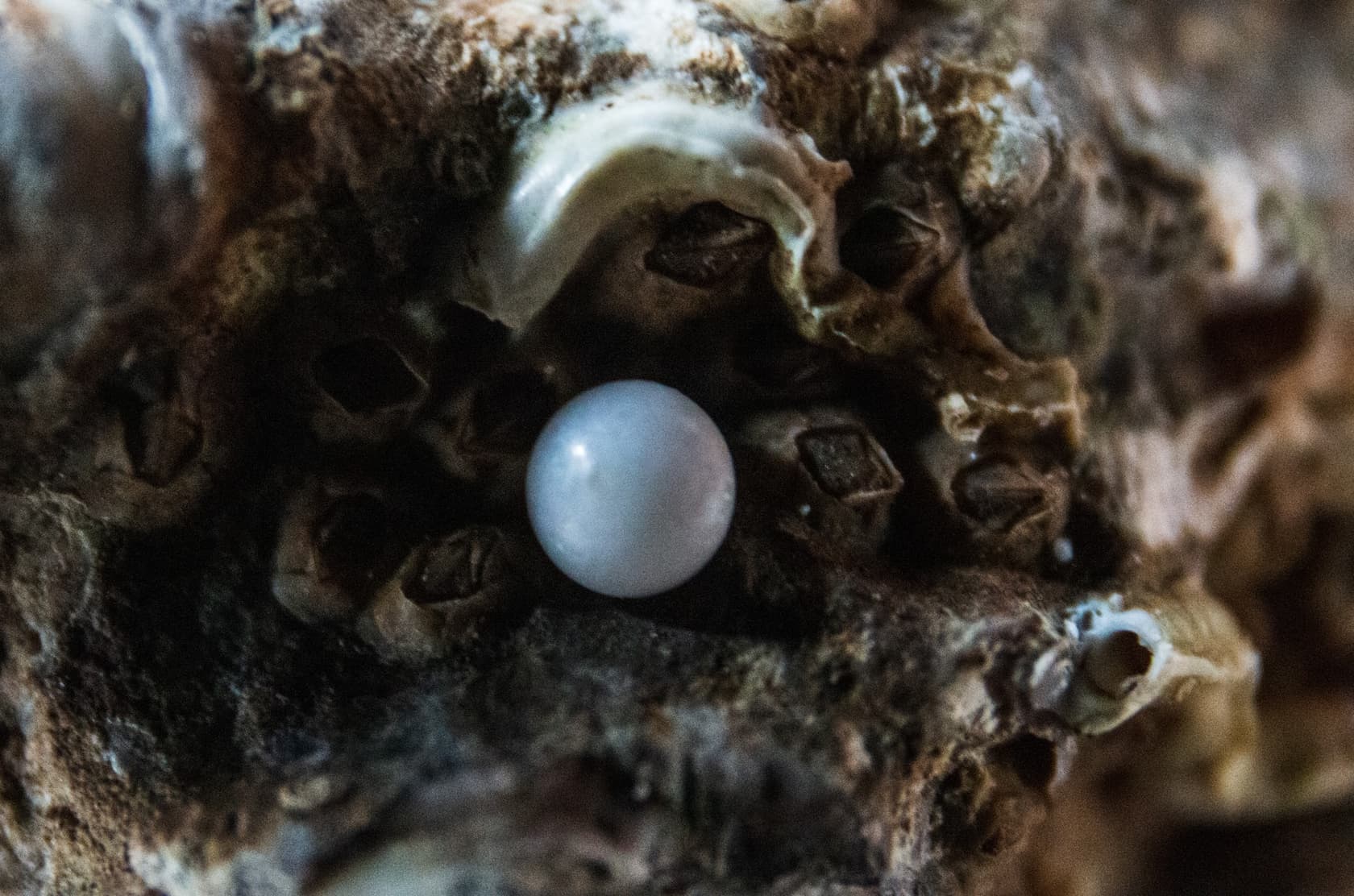 Interesting Facts About Pearls | Geography