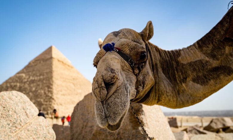 Great Pyramids of Giza