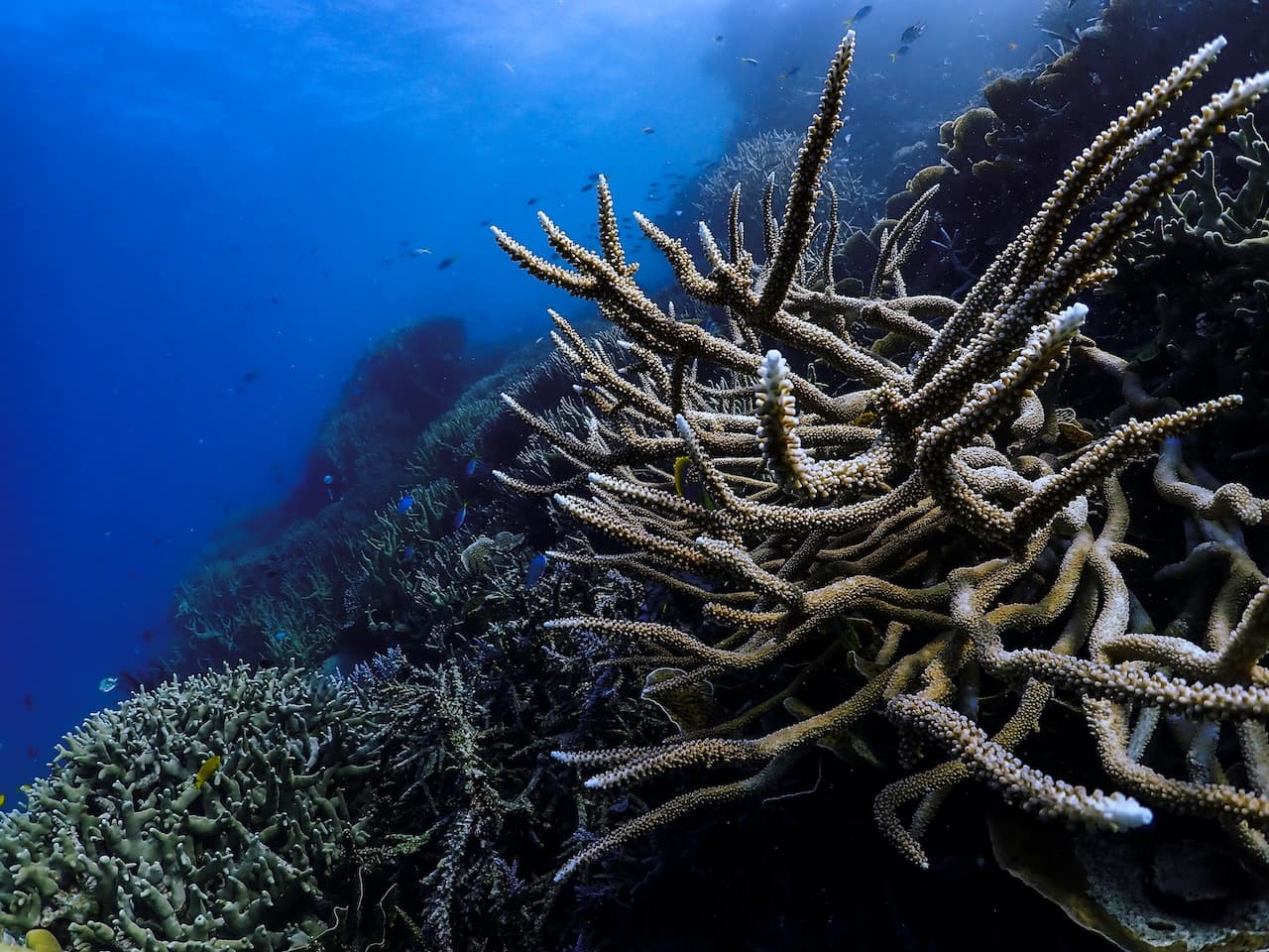 Corals Are Dying On The Great Barrier Reef | Geography Scout
