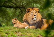 Lion and its cub