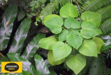 In Australia, Even Our Plants Can Kill You Gympie Gympie Poisonous Plant