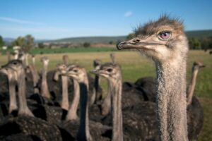 How Hard Can Ostriches Kick And Stomp