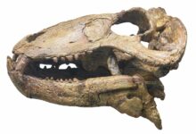 Syodon Genus Of Dinocephalian Therapsids Middle Permian Period Of The Paleozoic Era