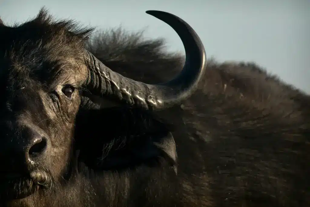 African Buffalo Close Up
