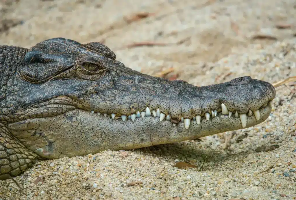 Saltwater Crocodile Head Shot