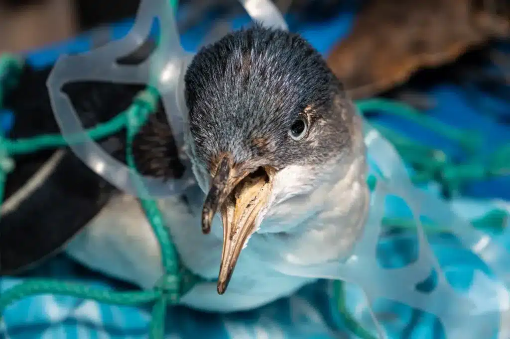 Reducing Plastic Pollution Penguin Trapped In Plastic