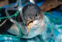 Reducing Plastic Pollution Penguin Trapped In Plastic