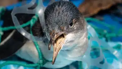 Reducing Plastic Pollution Penguin Trapped In Plastic