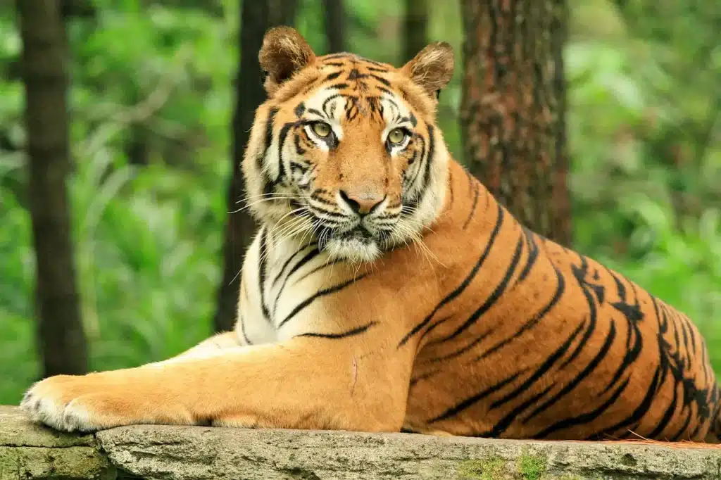 Close-up Image of Tiger