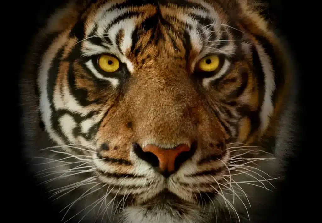 Close-up Image of a Tiger