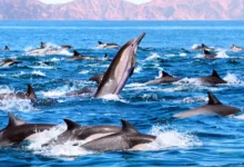 Dolphin Army