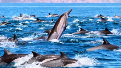 Dolphin Army