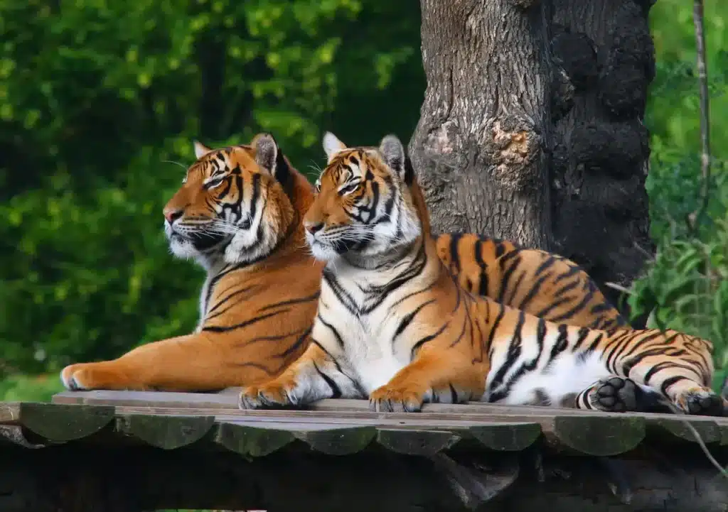 Facts About Tigers