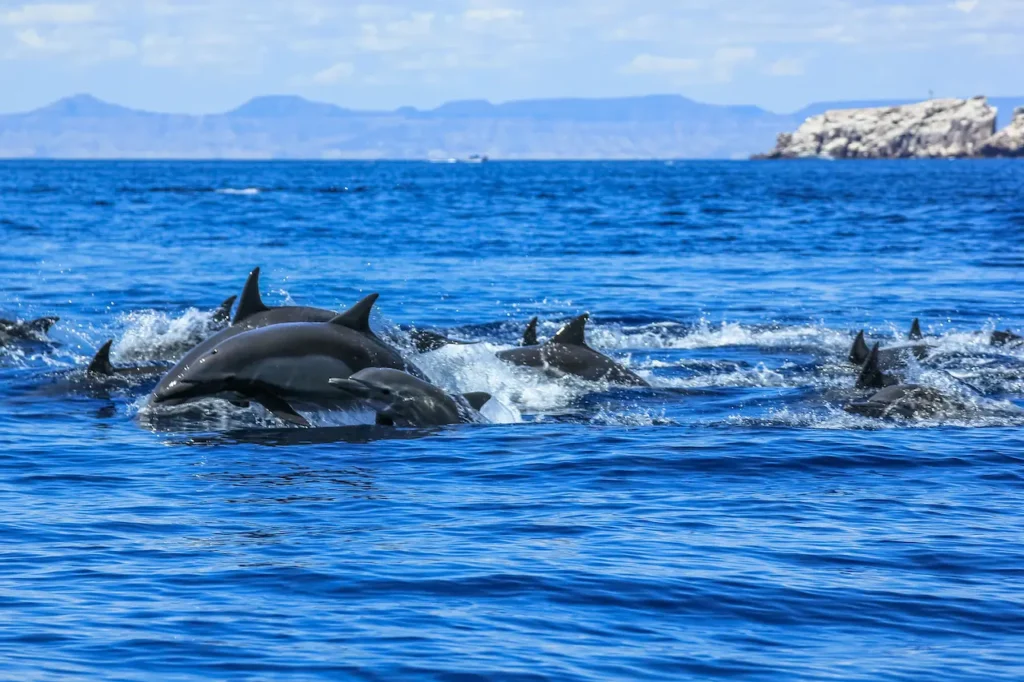 Group of Dolphins Jumping