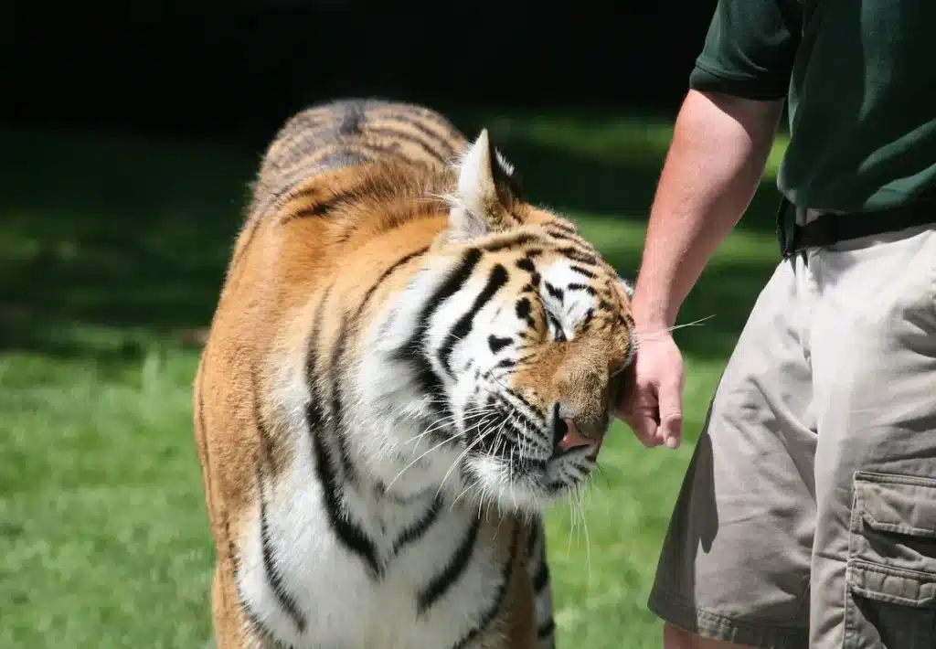 Tiger Man Of Africa