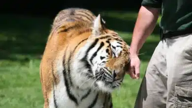 Tiger Man Of Africa
