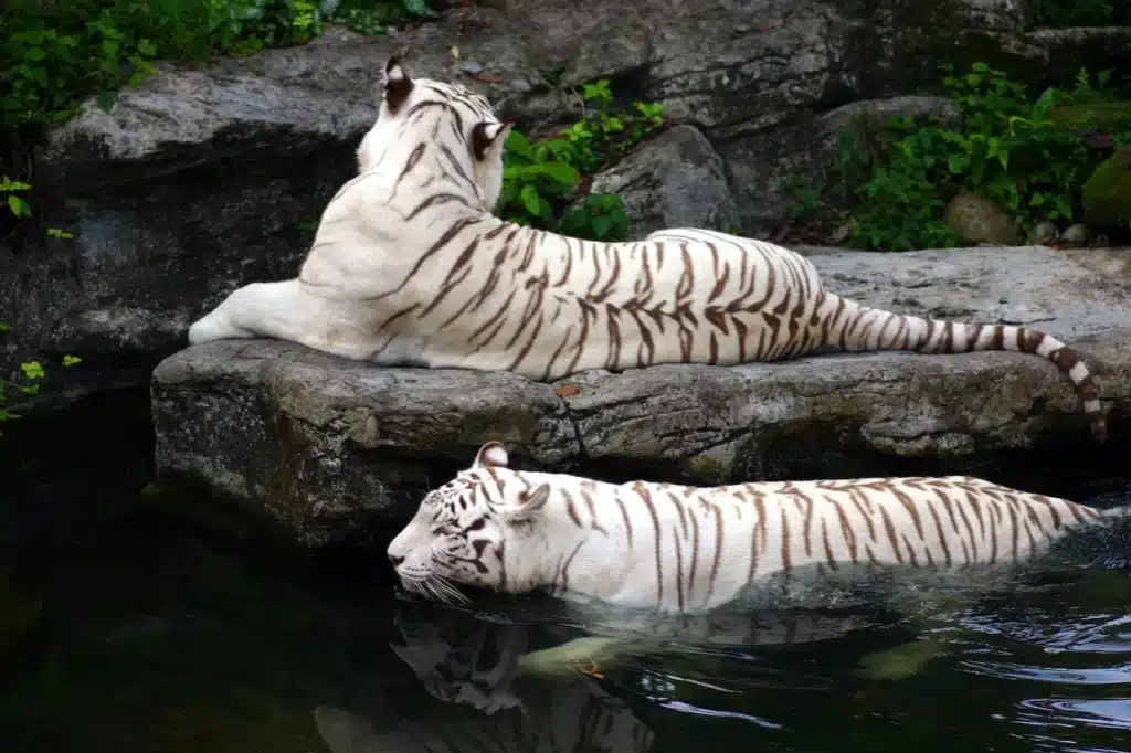 Two White Tigers Swimming