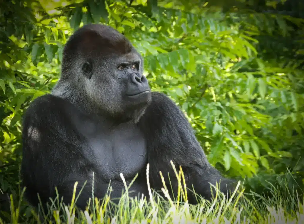 Close up Image of Giant Gorilla