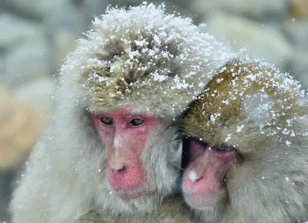 Snow Monkeys Family Warming Themselves