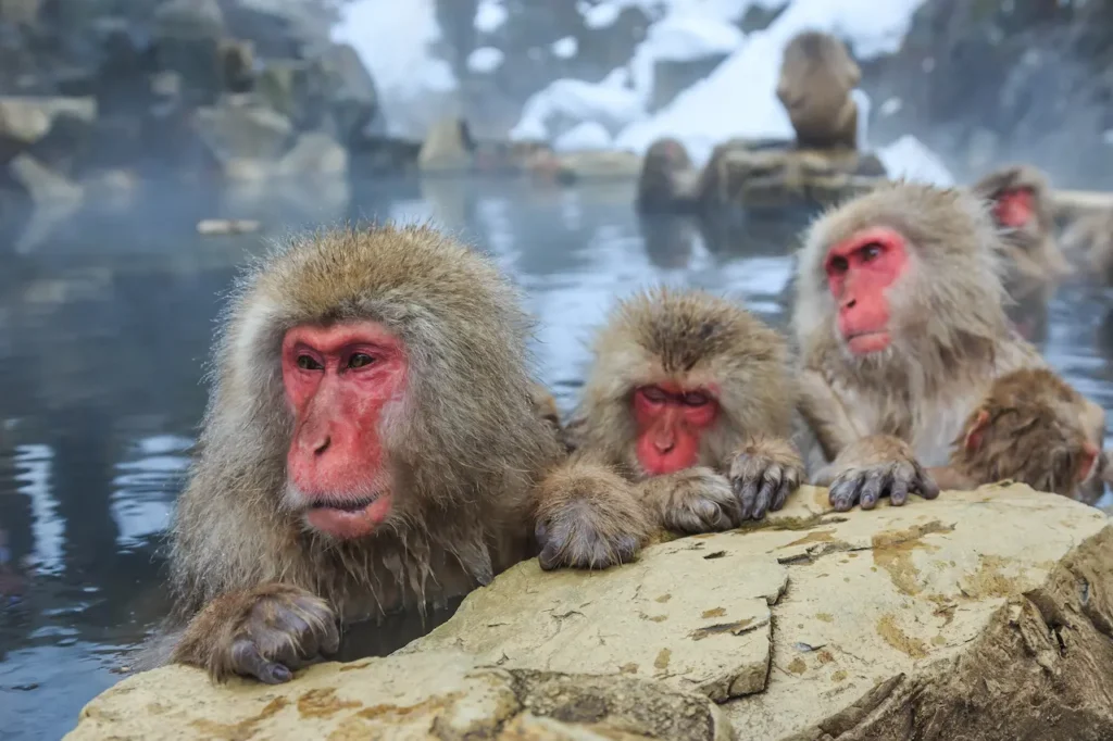Snow Monkeys in Japan