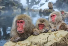 Snow Monkeys in Japan