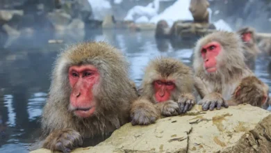 Snow Monkeys in Japan