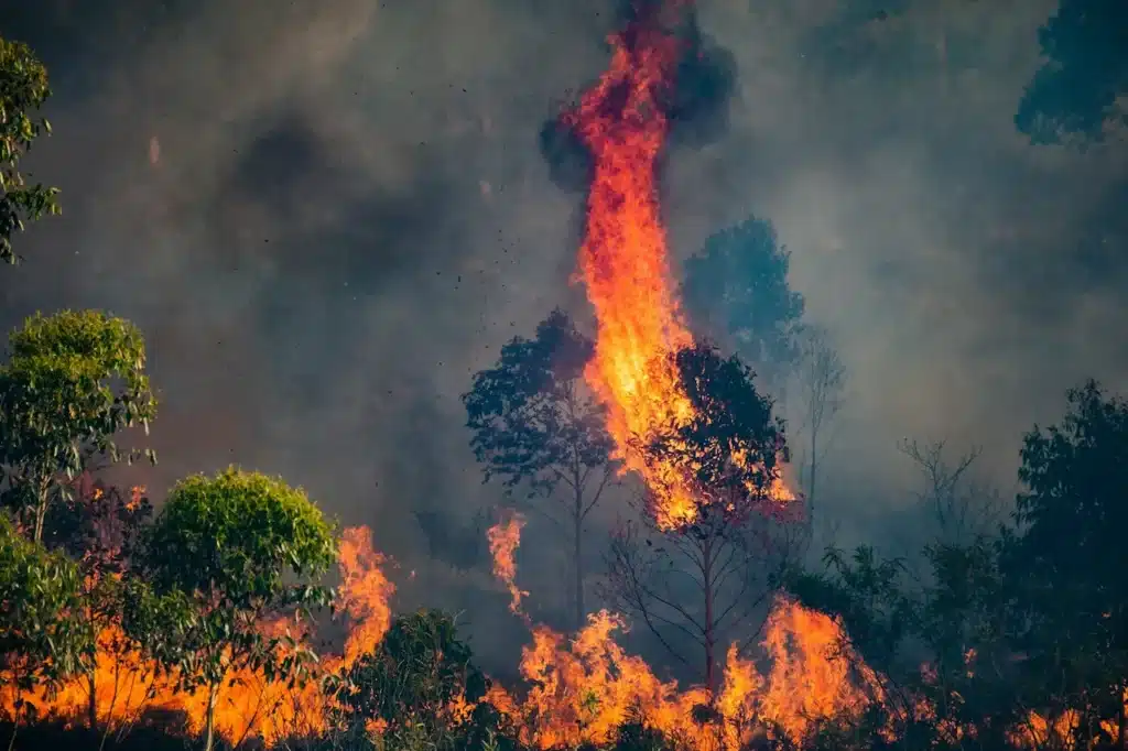 A Forest Fire 