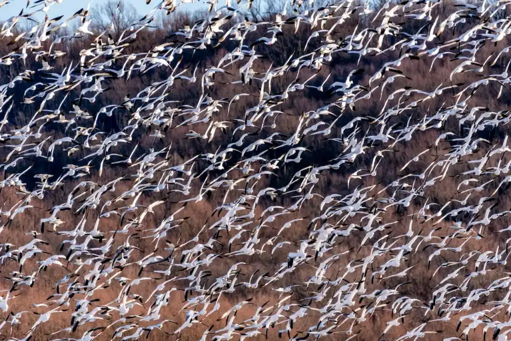 A Herd of Brids Flying Together 
