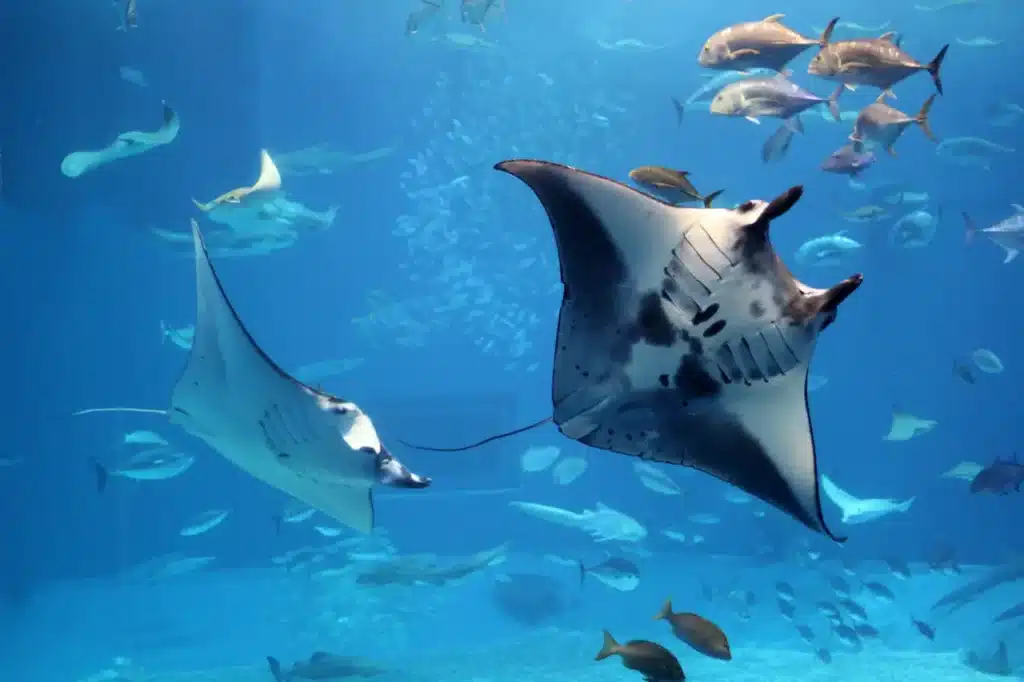 A Manta Rays Flying into a Swarm of Other Fish