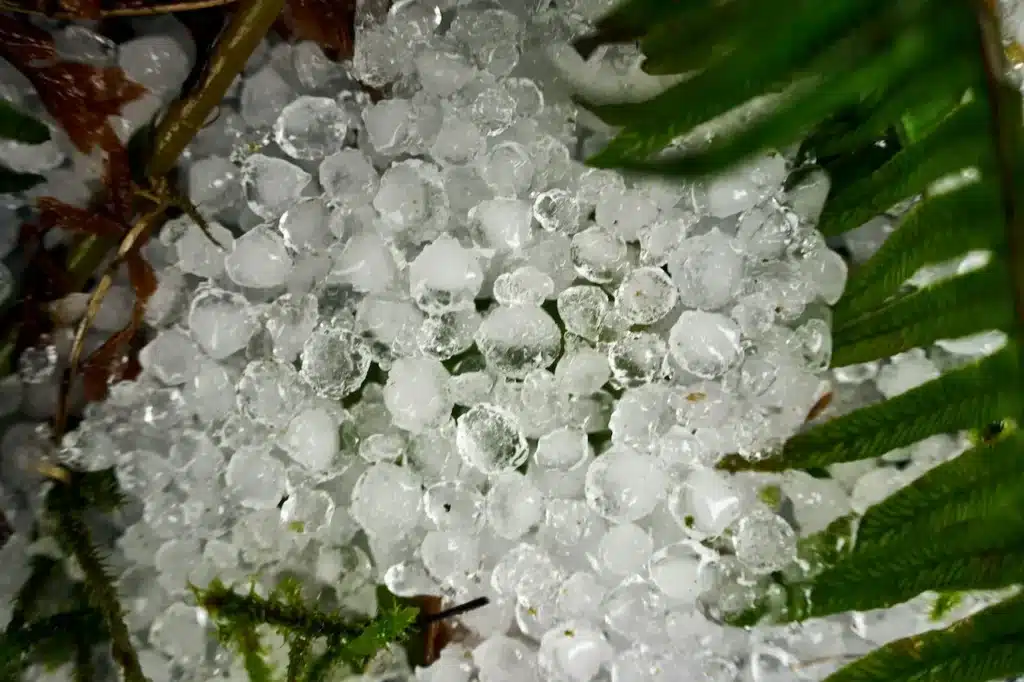 A Plant Full of Small Hailstones