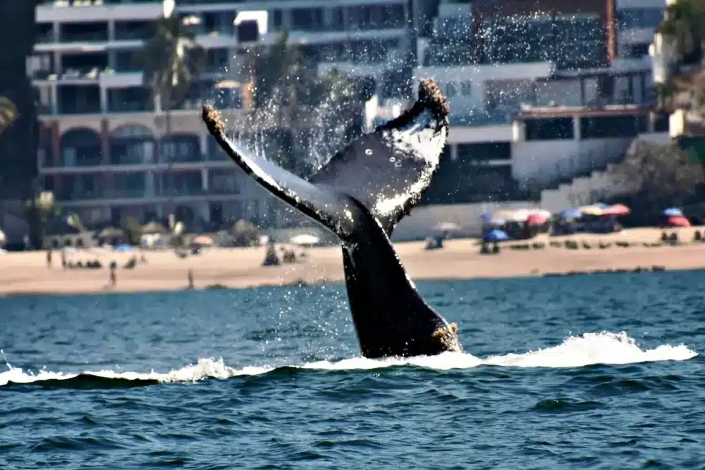 A Whales Tail Slams Into The Ocean