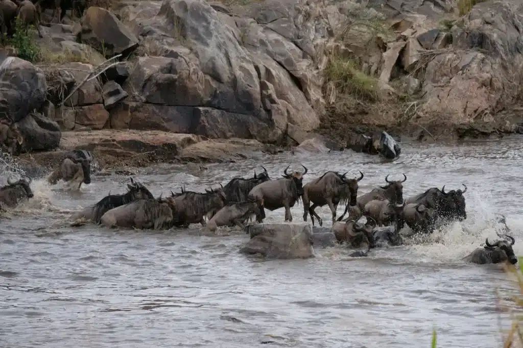 Animals Great Migration