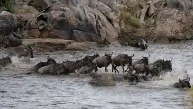 Animals Great Migration