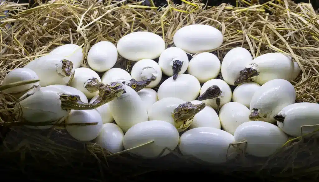 Freshwater Crocodiles Hatch From Eggs