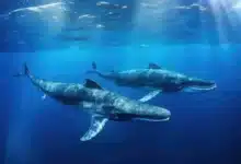 How Blue Whales Communicates