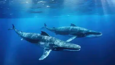 How Blue Whales Communicates