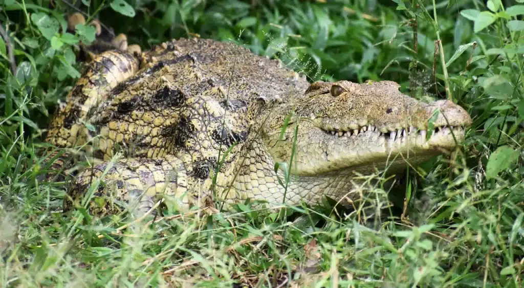 How Mother Crocodiles Protect Their Eggs