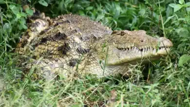 How Mother Crocodiles Protect Their Eggs