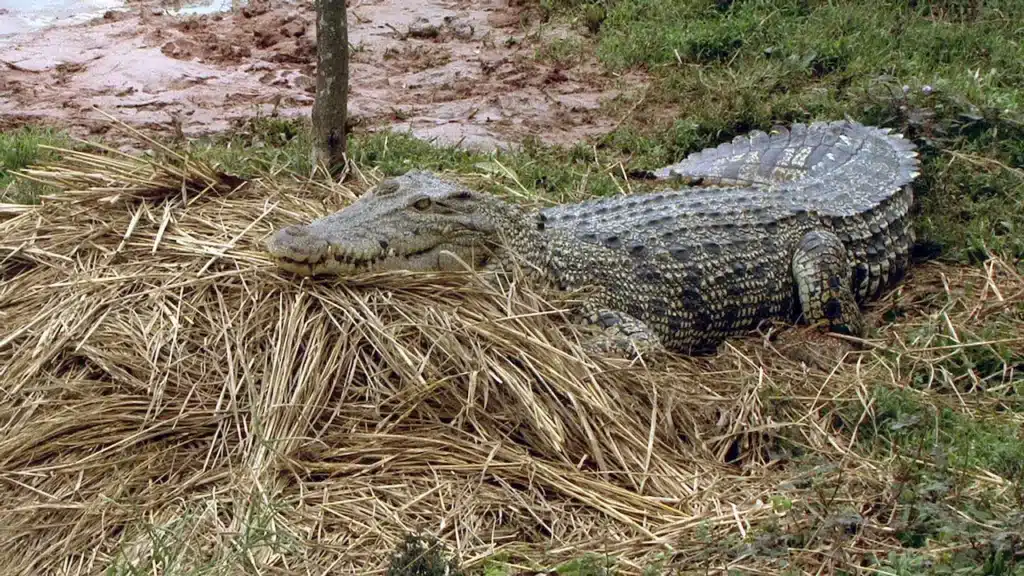 Mother Crocodile Guarding Her Eggs